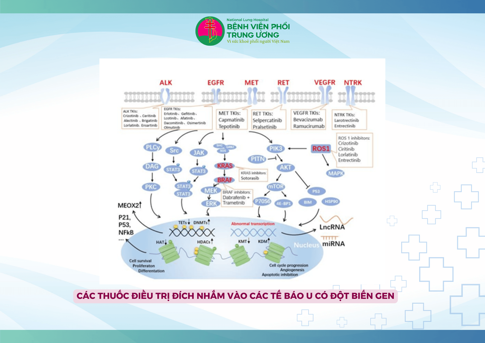 NHU CẦU ĐIỀU TRỊ CỦA BỆNH NHÂN UNG THƯ PHỔI KHÔNG TẾ BÀO NHỎ GIAI ĐOẠN TIẾN XA VÀ DI CĂN (2).png